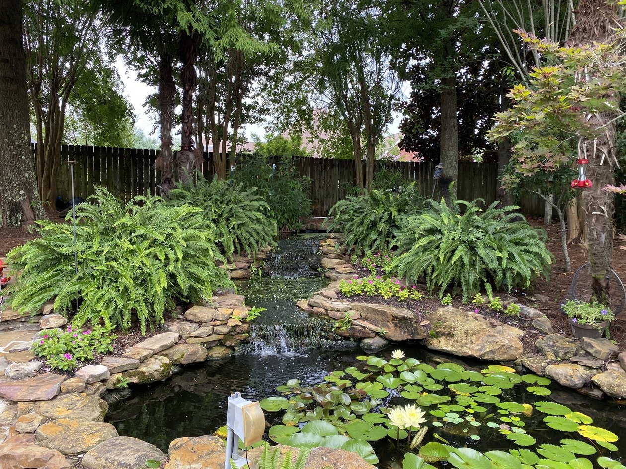 Backyard pond with waterfall, water lilies, ferns