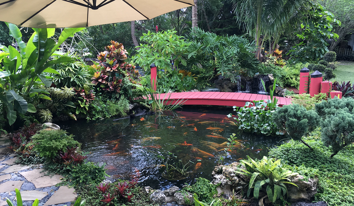 Tropical garden koi pond with red bridge