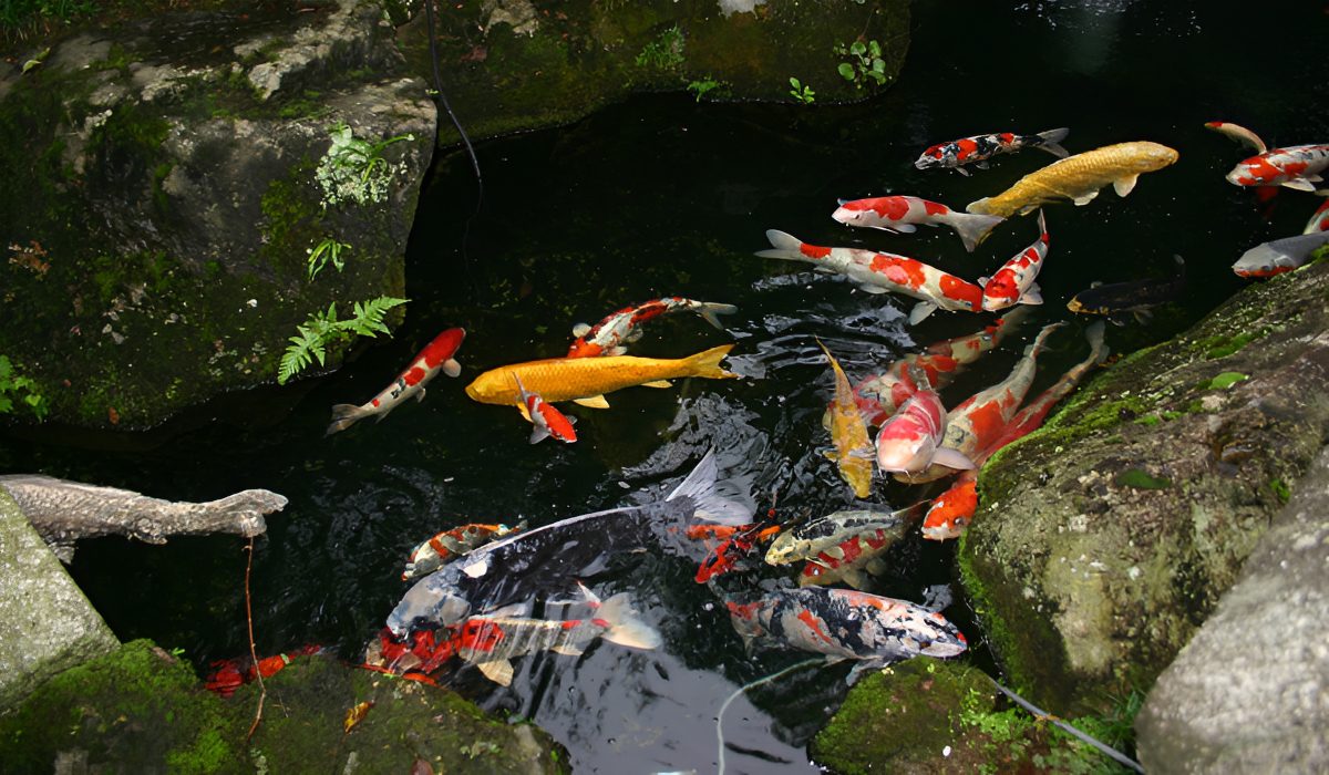 Colorful koi fish swimming among mossy rocks