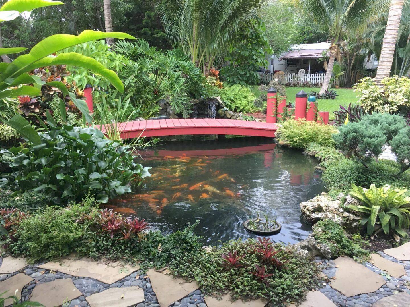 Koi pond with red bridge in garden