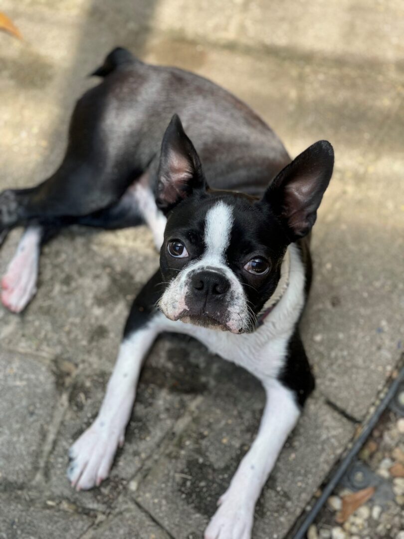 Black and white Boston Terrier lying on pavement