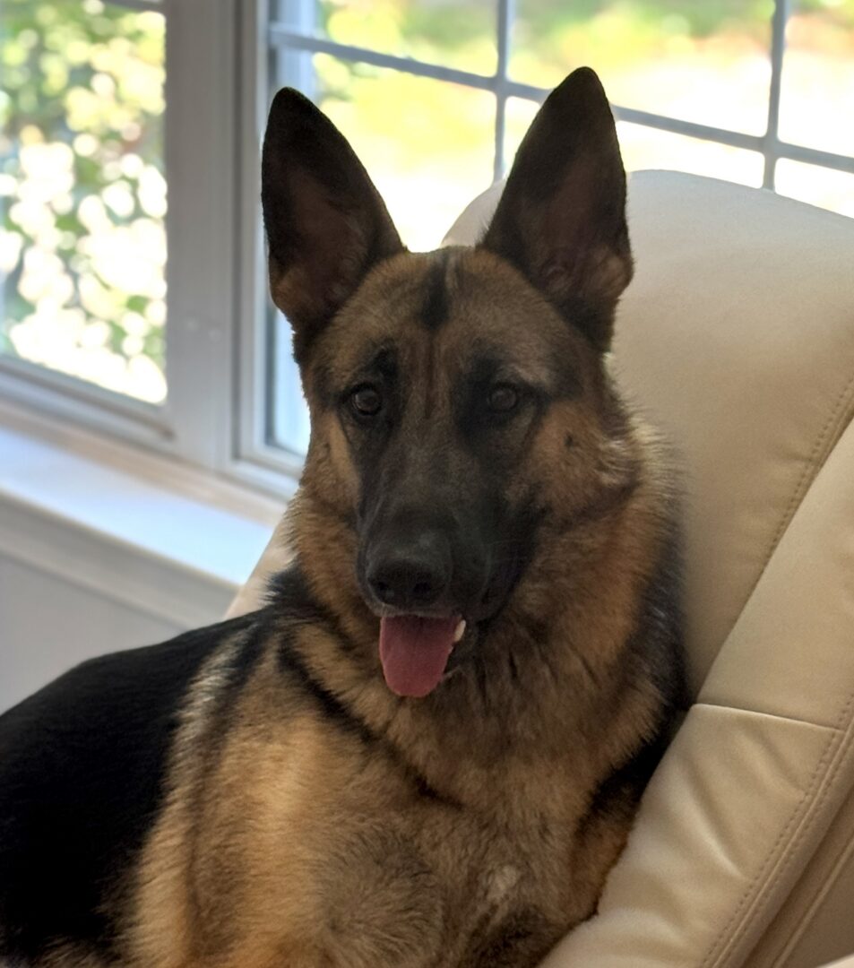 German Shepherd with tongue out