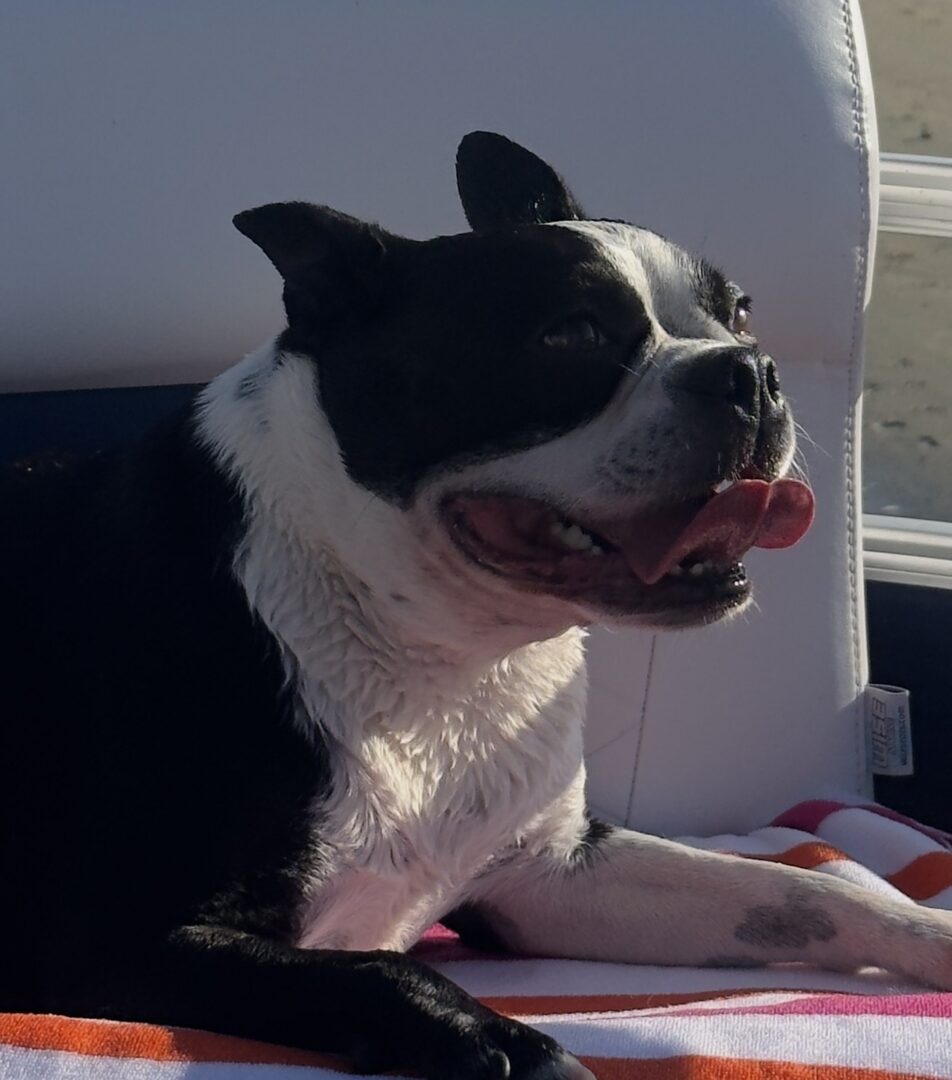 Black and white dog panting on boat