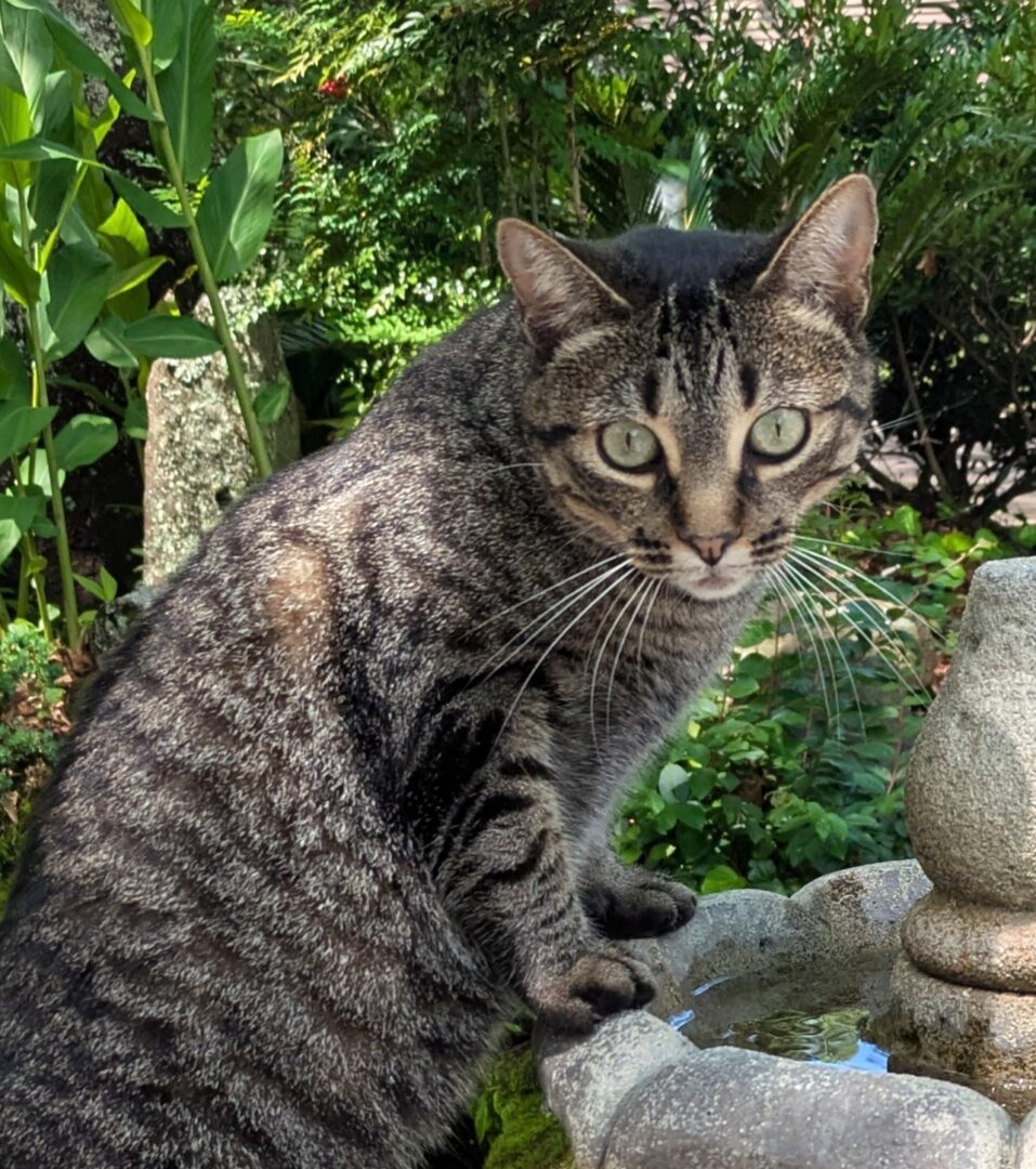 Tabby cat drinking from garden stone fountain